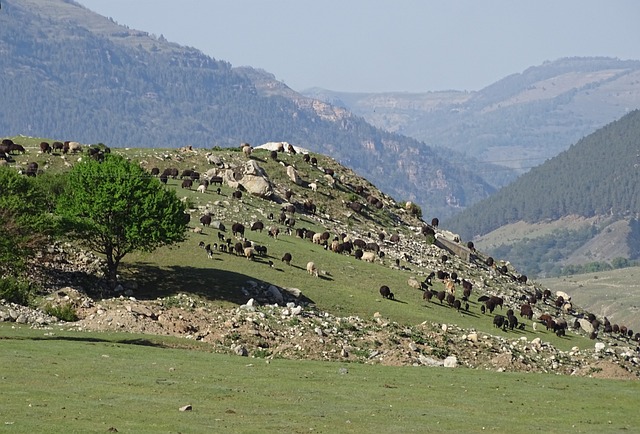Bir Süru Nasil Yazilir? Bir Süru Nasil Yazilir?