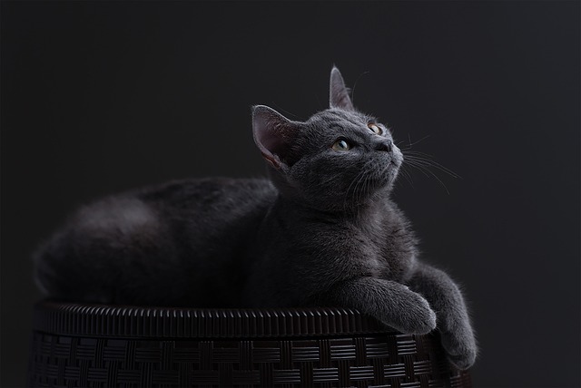 En Ağır Kedi Kaç Kilo?