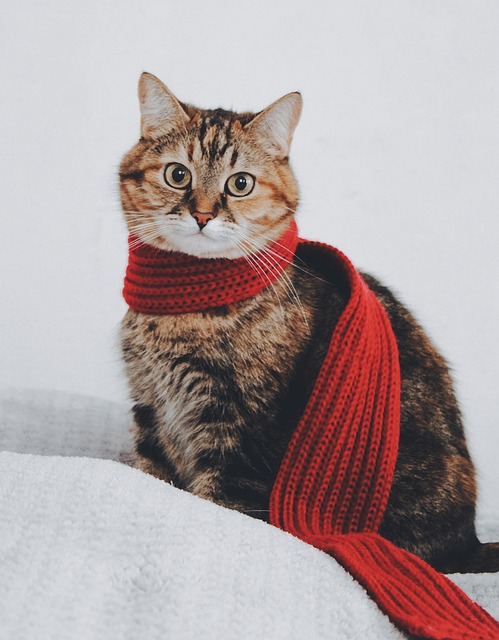 En Ağır Kedi Kaç Kilo? En Ağır Kedi Kaç Kilo?